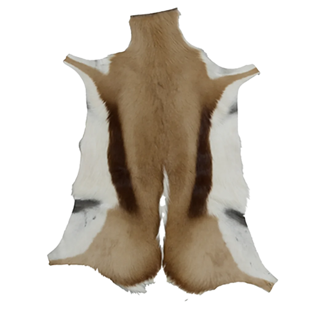 Springbok