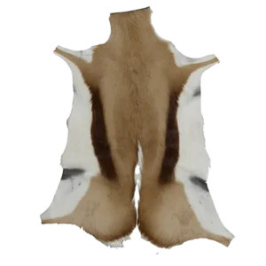 Springbok